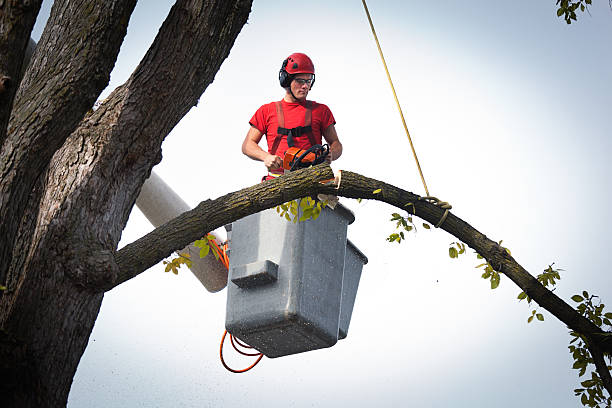 Best Tree Care Services  in Tye, TX